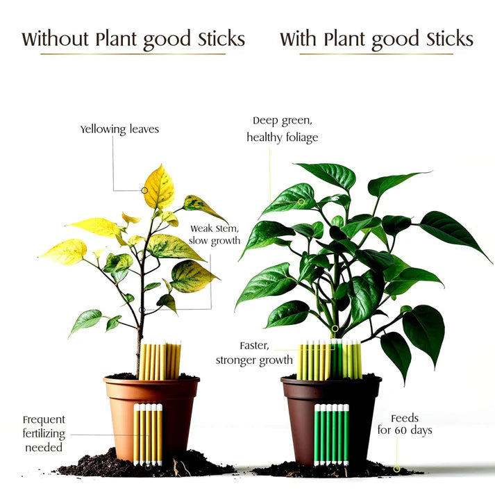 Plant Food Sticks - Organic Indoor Plant Nutrition