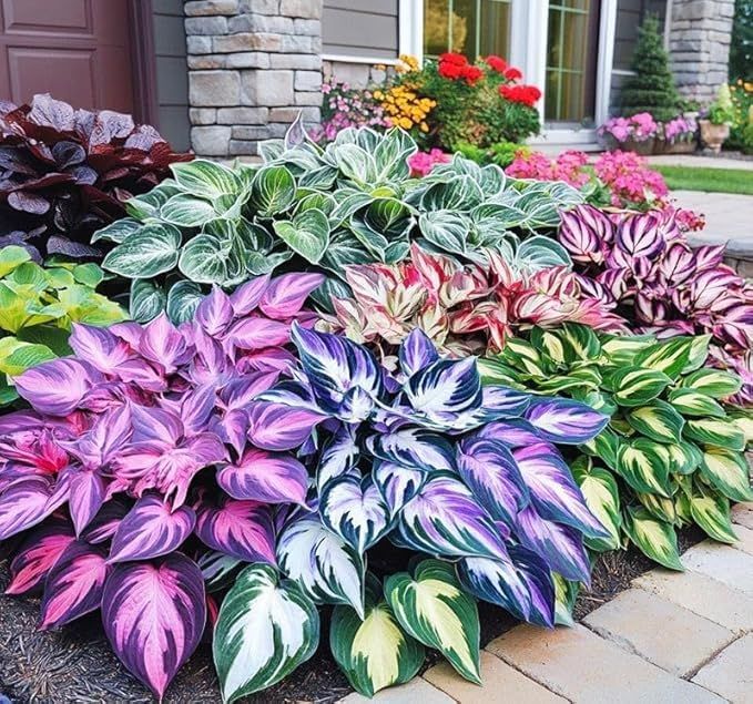 Rare Multicolor Hosta Seed + 100 Grams Organic Potmix Free