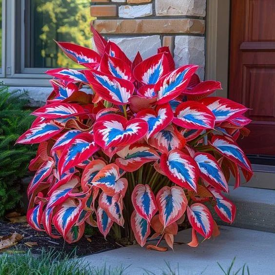 Rare Multicolor Hosta Seed + 100 Grams Organic Potmix Free