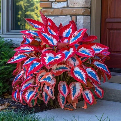 Rare Multicolor Hosta Seed + 100 Grams Organic Potmix Free