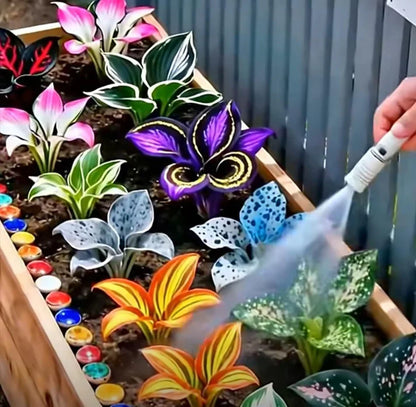 Rare Multicolor Hosta Seed + 100 Grams Organic Potmix Free